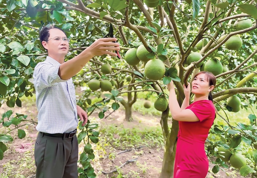 Cây đặc sản tiền tỷ trồng ở Gia Lai ra trái to bự thế này đây, dân tình cứ xin vô chụp hình, quay phim- Ảnh 2.