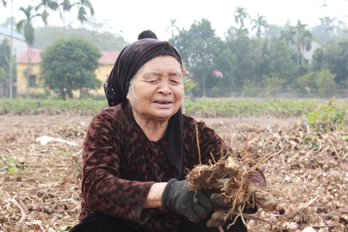 a-1-170703_83.jpg Cây đao riềng đã gắn bó với người dân Quy Mông từ những giai đoạn đói kém. Ảnh: Thanh Tiến.