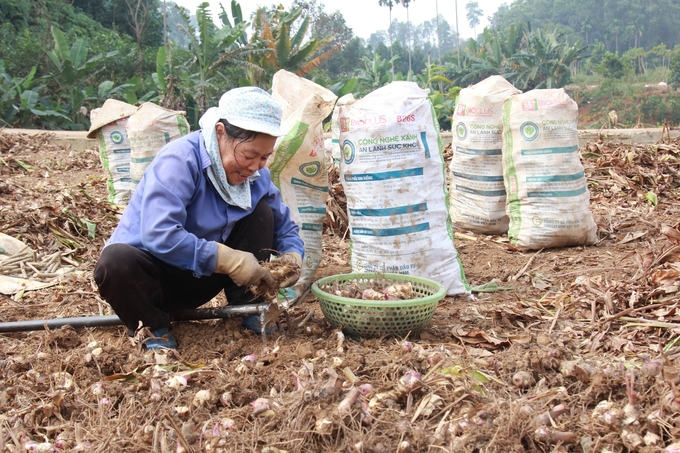 a-7-171145_803.jpg Củ đao được người dân thu hoạch đóng bao, vận chuyển đến các xưởng làm tinh bột. Ảnh: Thanh Tiến.