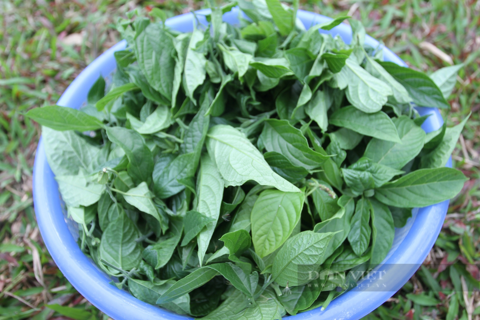 Loại rau dại nhai đắng gắt nay là đặc sản, già trẻ đi săn lùng ở Thái Nguyên, đó là rau gì?- Ảnh 8. Loại rau dại nhai đắng gắt nay là đặc sản, già trẻ đi săn lùng ở Thái Nguyên, đó là rau gì?- Ảnh 8.