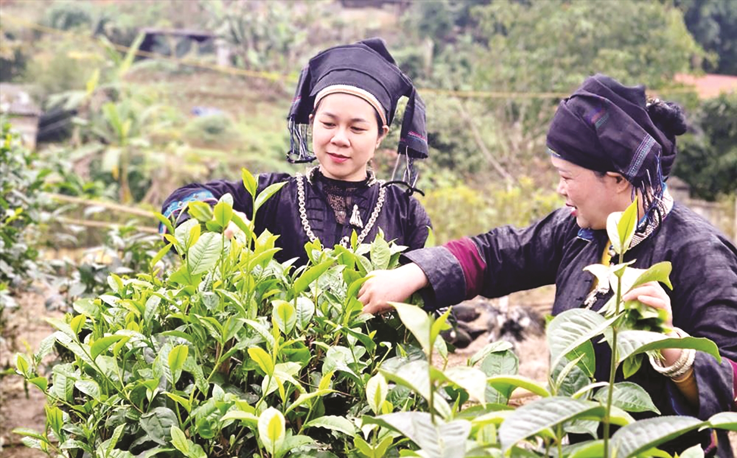 Cây chè đang được coi là cây trồng chủ lực góp phần nâng cao thu nhập cho Nhân dân trên địa bàn huyện vùng cao Mường Khương, tỉnh Lào Cai Cây chè đang được coi là cây trồng chủ lực góp phần nâng cao thu nhập cho Nhân dân trên địa bàn huyện vùng cao Mường Khương, tỉnh Lào Cai