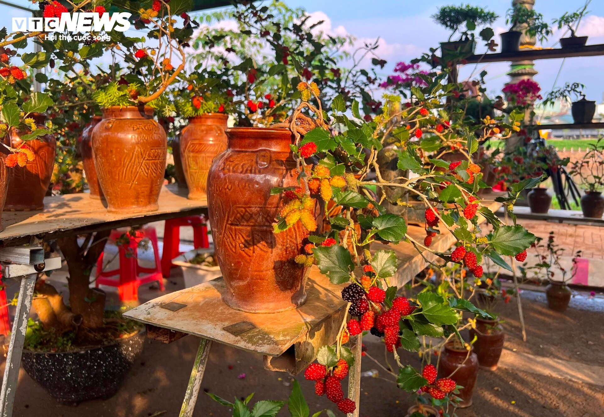 Bonsai dâu tằm dáng 'siêu độc', bán giá hàng chục triệu đồng/cây - 9