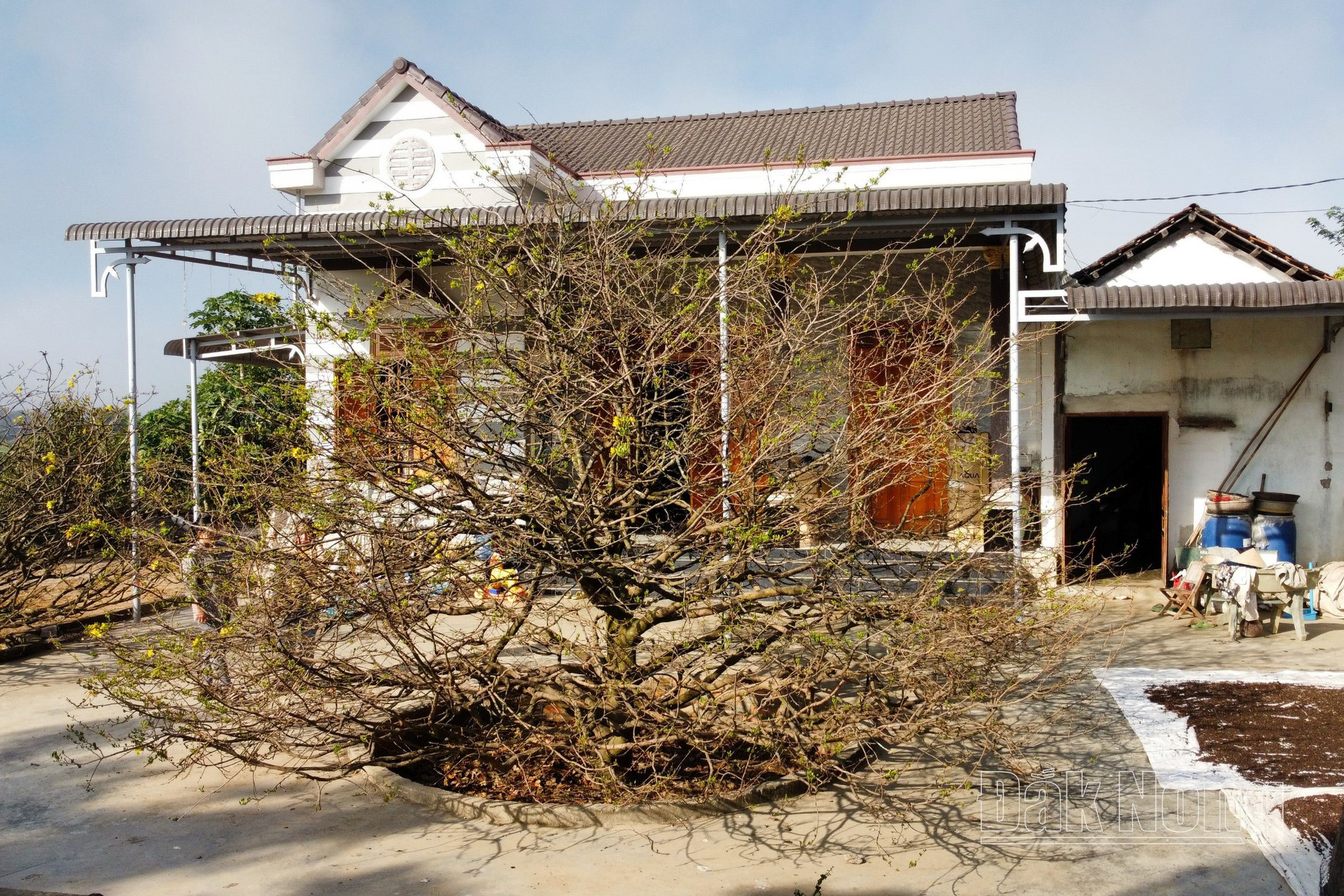 Vì sao chưa đến 30 tuổi đời mà cây mai vàng ra hoa cổ điển này ở Đắk Nông có giá 2 tỷ?- Ảnh 2. Vì sao chưa đến 30 tuổi đời mà cây mai vàng ra hoa cổ điển này ở Đắk Nông có giá 2 tỷ?- Ảnh 2.