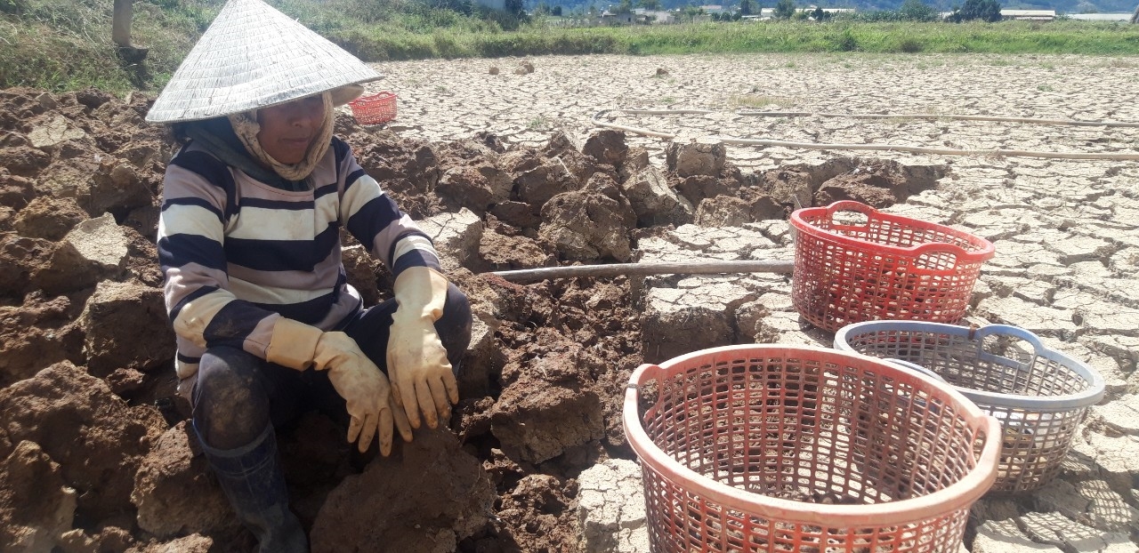 Bà Ma Thao nghỉ giải lao trên ruộng củ năng của gia đình Bà Ma Thao cho biết, thu hoạch củ năng dưới chân ruộng nứt nẻ rất vất vả nhưng vụ năng năm nay cho nhiều củ nên gia đình bà có thu nhập cao hơn trồng lúa.