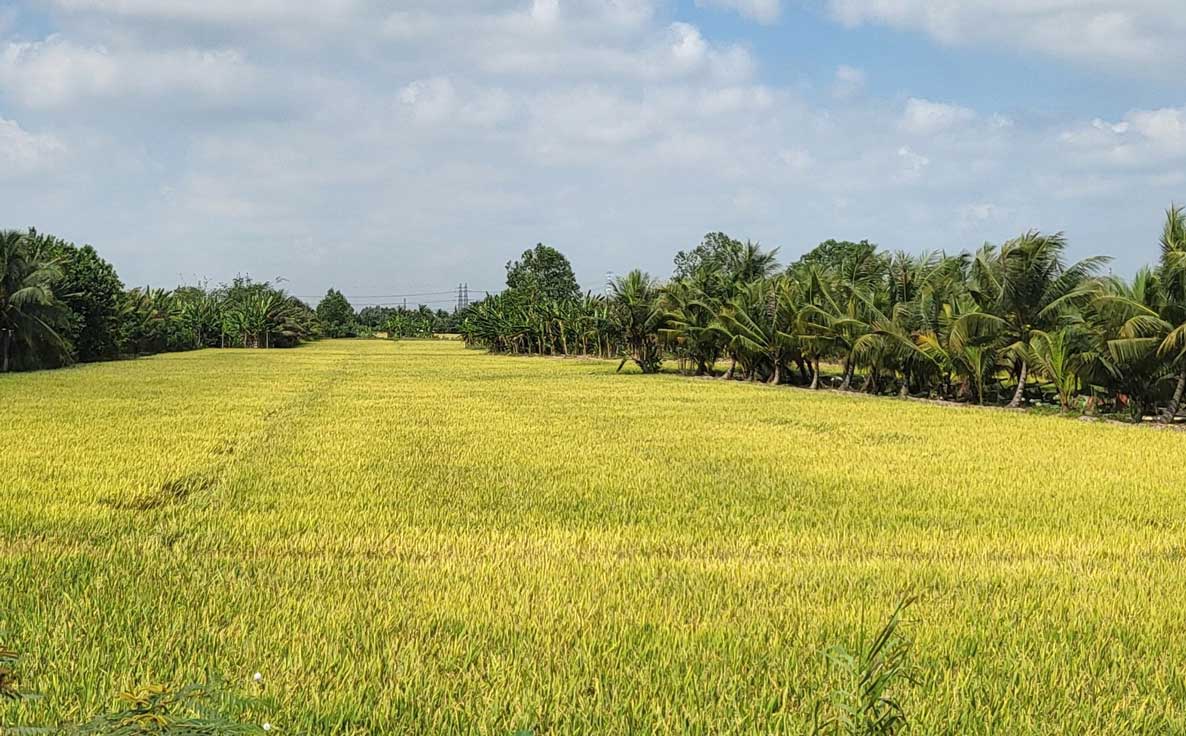 Sắp thu hoạch, nông dân có thể yên tâm vì đã chốt được giá cao. Ảnh: Mỹ Ly
