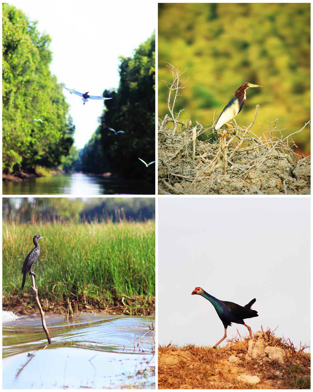 Tết đến Vườn quốc gia Tràm Chim: Khoảnh khắc trên cả tuyệt vời- Ảnh 4. Tết đến Vườn quốc gia Tràm Chim: Khoảnh khắc trên cả tuyệt vời- Ảnh 4.