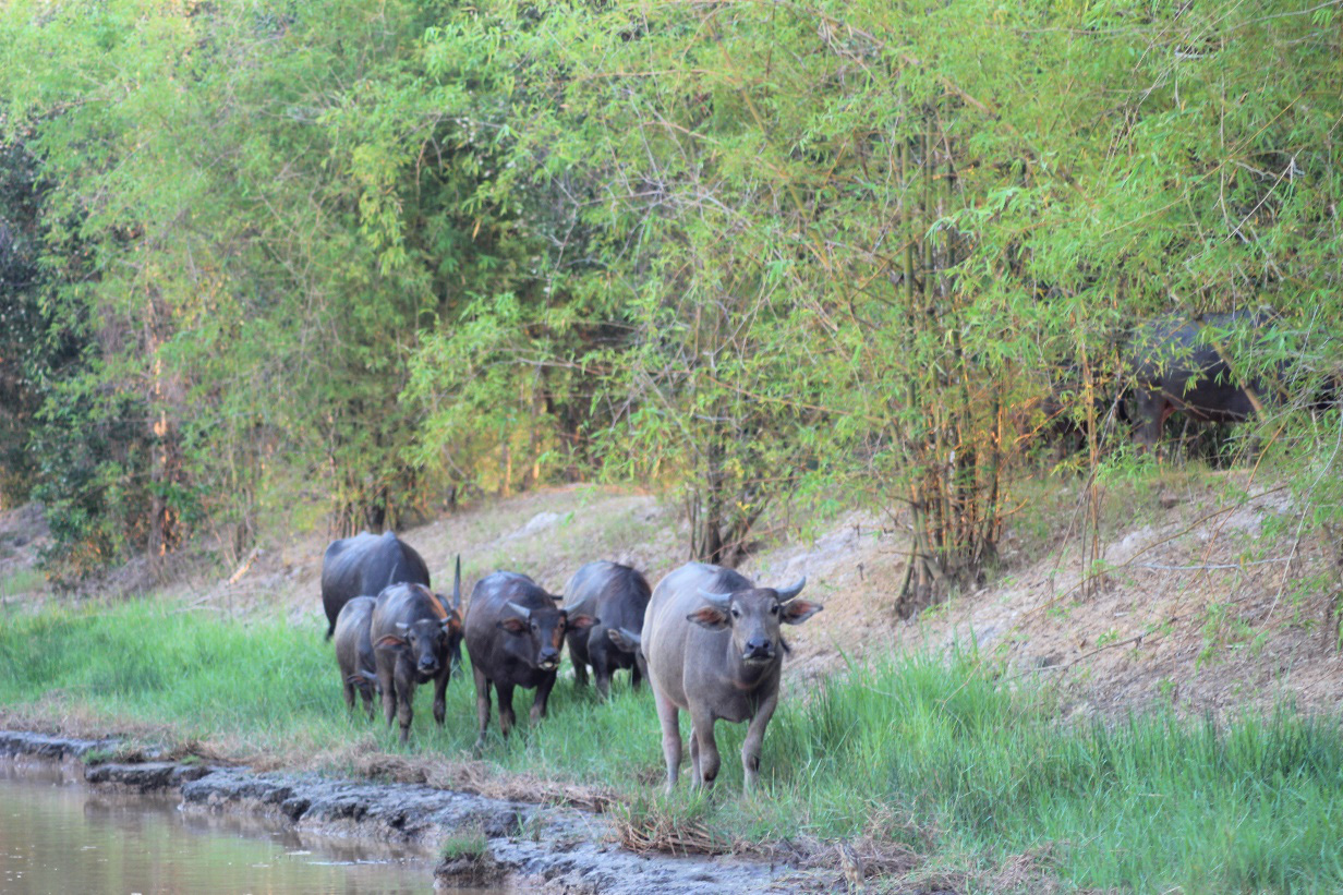 Tết đến Vườn quốc gia Tràm Chim: Khoảnh khắc trên cả tuyệt vời- Ảnh 6. Đàn trâu thong thả