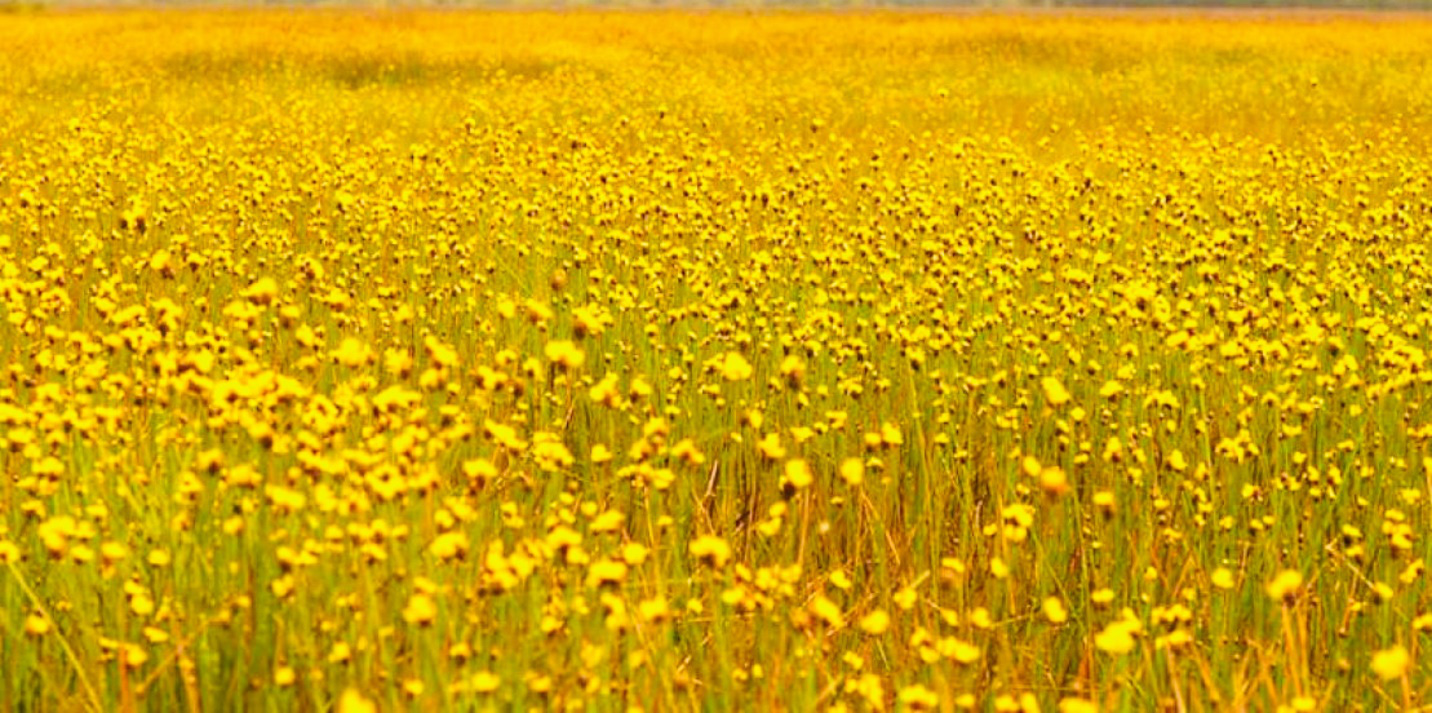 Tết đến Vườn quốc gia Tràm Chim: Khoảnh khắc trên cả tuyệt vời- Ảnh 7. Tết đến Vườn quốc gia Tràm Chim: Khoảnh khắc trên cả tuyệt vời- Ảnh 7.