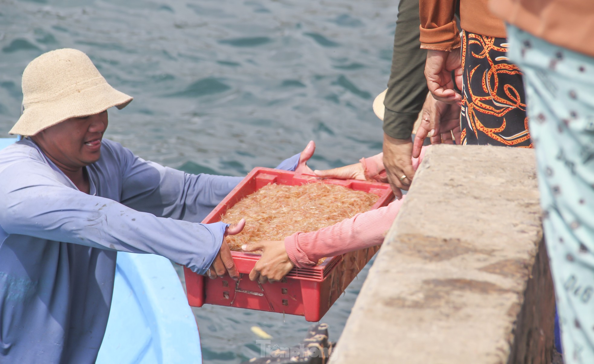 Ngư dân Bình Định trúng đậm lộc biển, thu 225 tấn ruốc, cá cơm sau 3 ngày ảnh 3