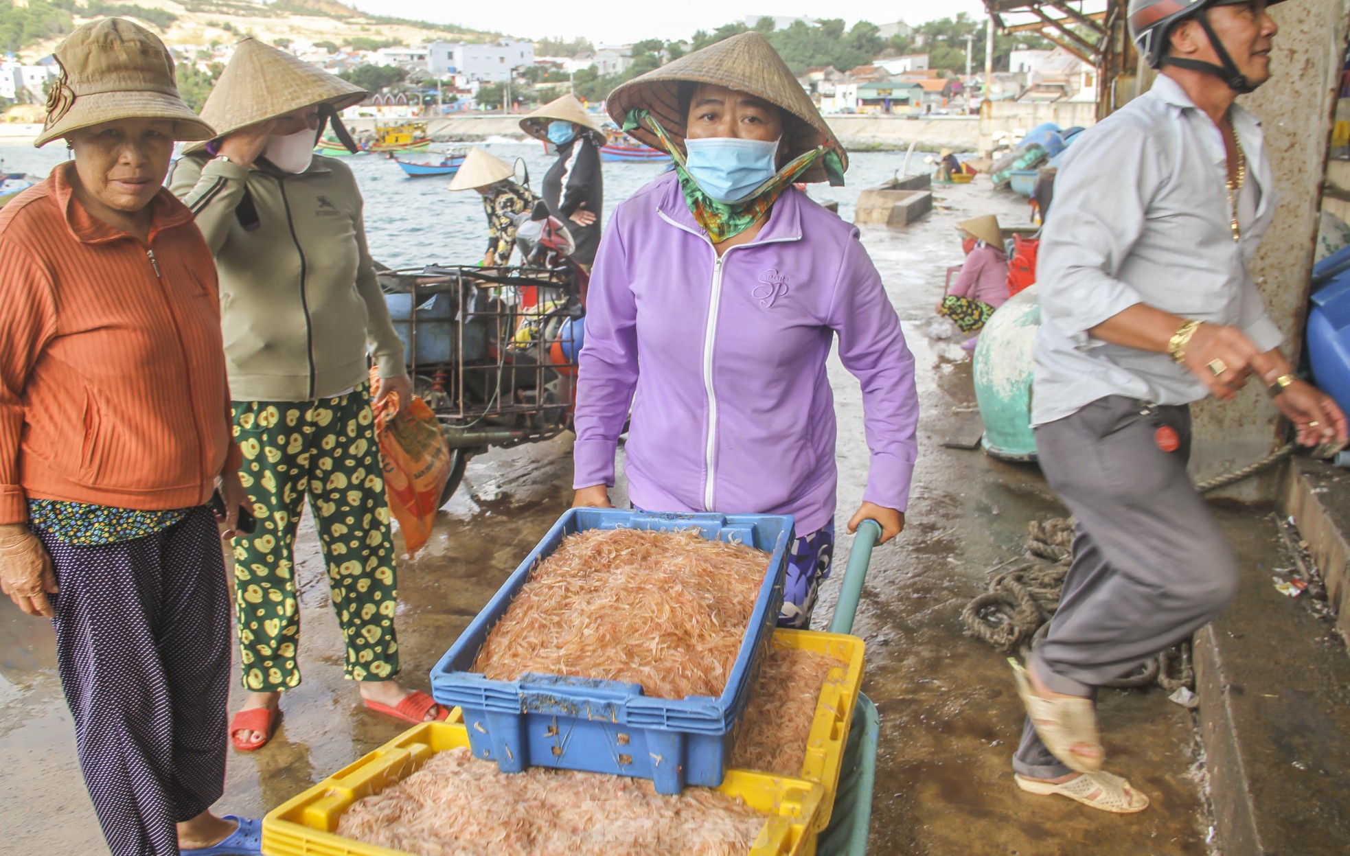 Ngư dân Bình Định trúng đậm lộc biển, thu 225 tấn ruốc, cá cơm sau 3 ngày ảnh 5