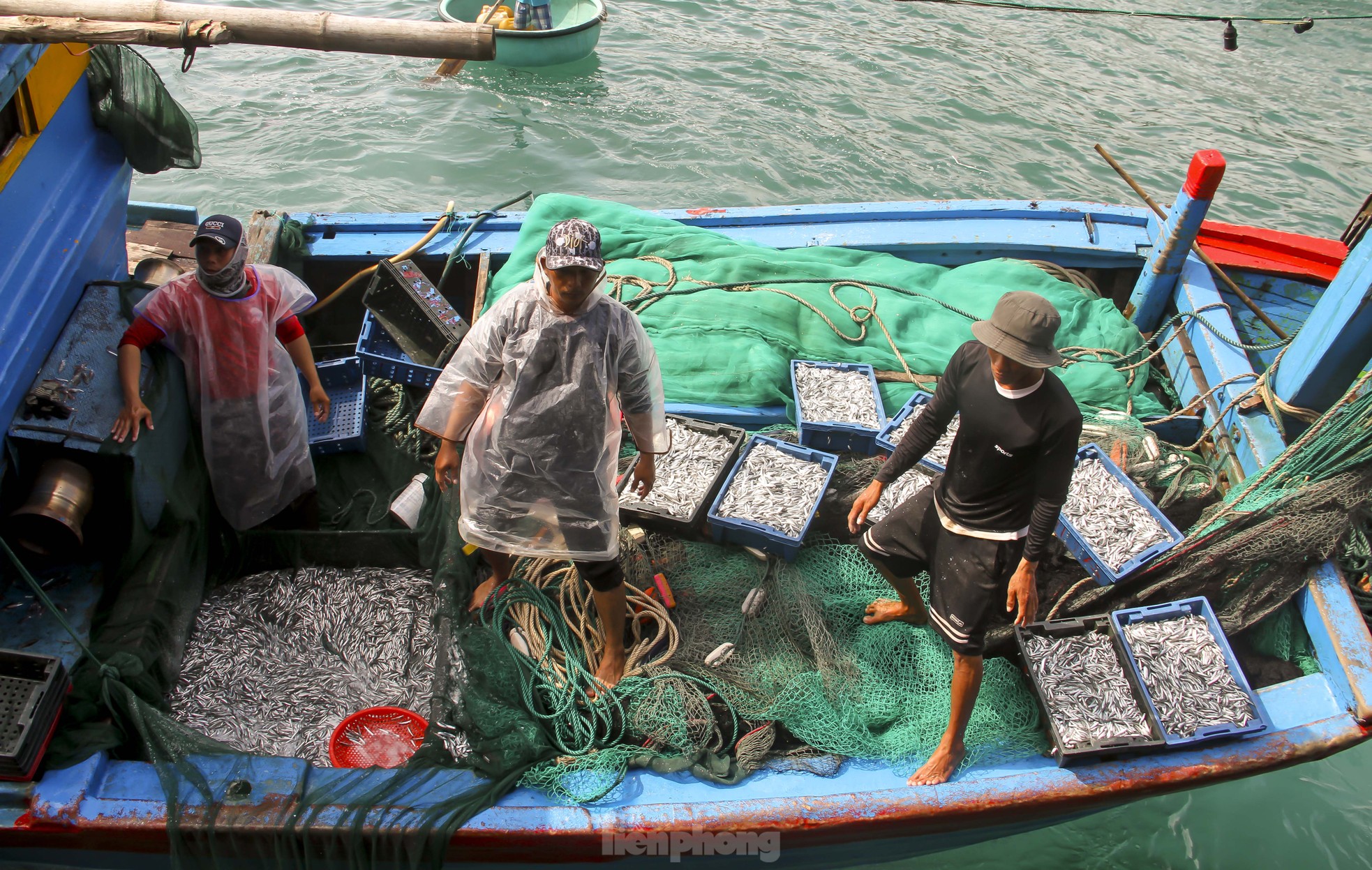 Ngư dân Bình Định trúng đậm lộc biển, thu 225 tấn ruốc, cá cơm sau 3 ngày ảnh 9