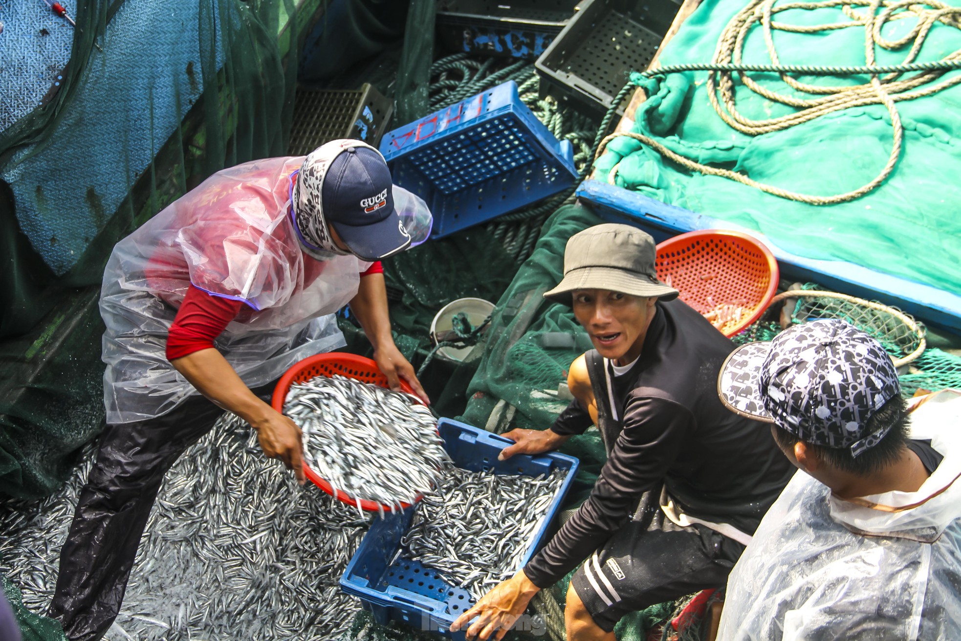 Ngư dân Bình Định trúng đậm lộc biển, thu 225 tấn ruốc, cá cơm sau 3 ngày ảnh 10