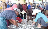 Tàu thuyền đầy ắp 'lộc biển', cảng cá nhộn nhịp mua bán