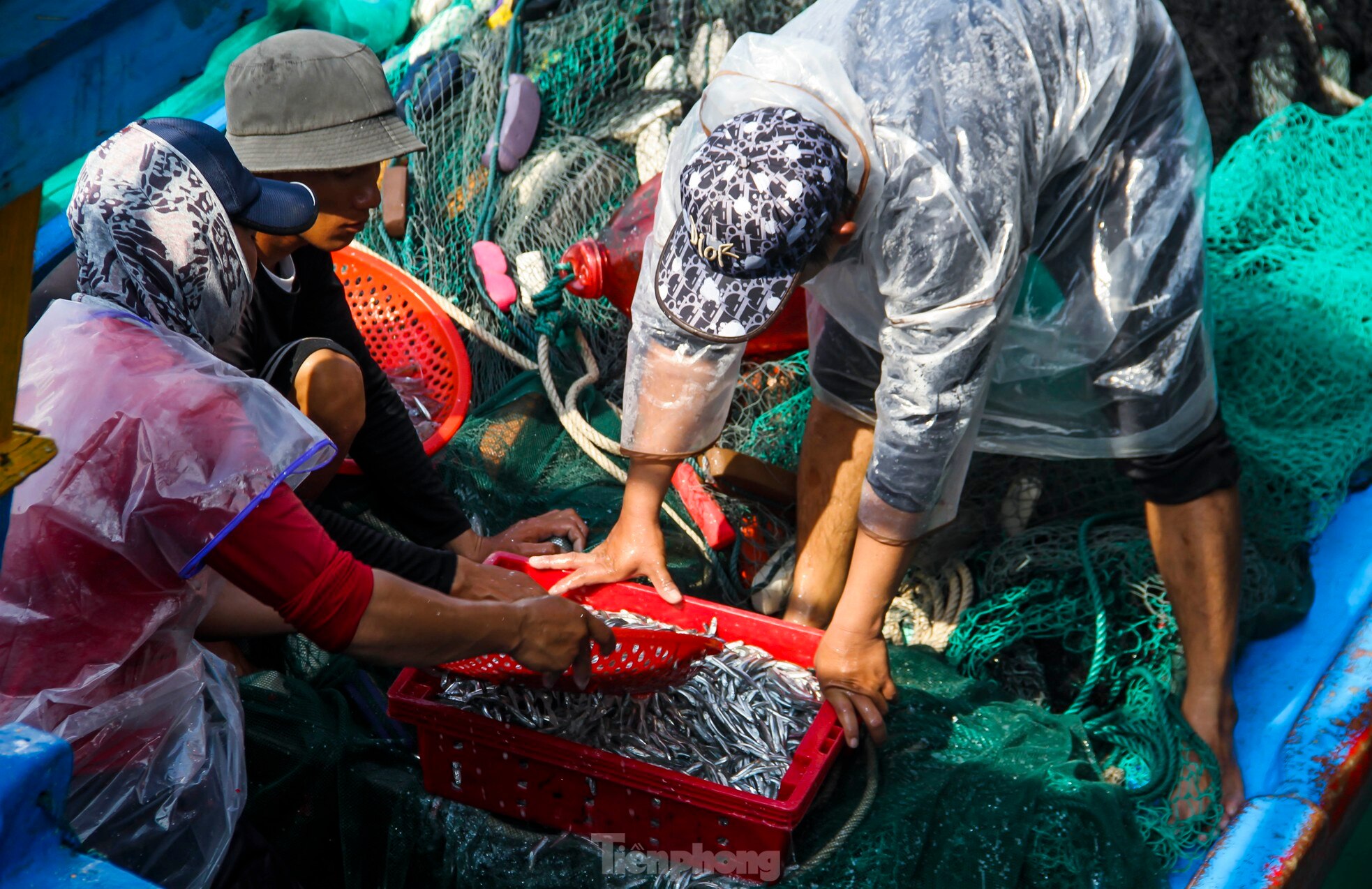 Ngư dân Bình Định trúng đậm lộc biển, thu 225 tấn ruốc, cá cơm sau 3 ngày ảnh 12