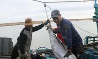 Ngư dân Phạm Lộc đánh bắt được con cá ngừ đại dương 100kg Ảnh: LỮ HỒ 