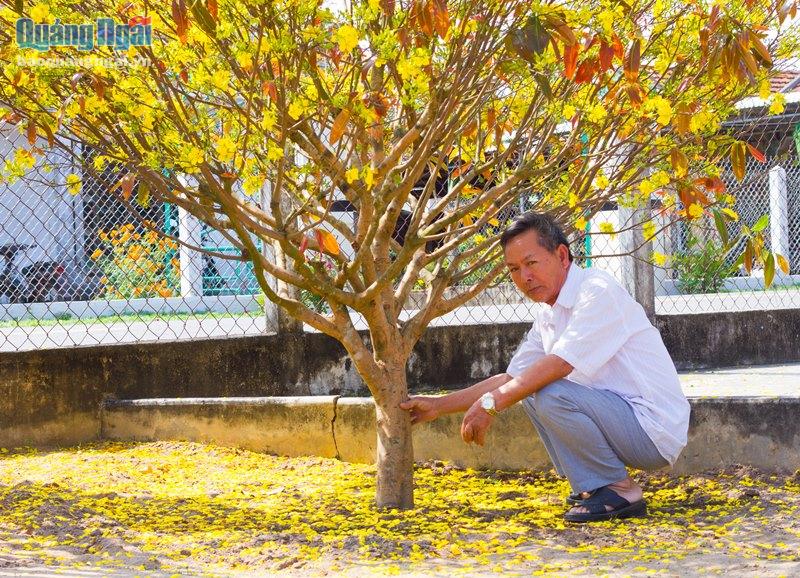 Vì sao một làng ở Quảng Ngãi ví như xứ sở ngàn mai, cả làng trồng mai đẹp mê mẩn mà chả bán bao giờ- Ảnh 2. Vì sao một làng ở Quảng Ngãi ví như xứ sở ngàn mai, cả làng trồng mai đẹp mê mẩn mà chả bán bao giờ- Ảnh 2.