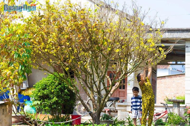 Vì sao một làng ở Quảng Ngãi ví như xứ sở ngàn mai, cả làng trồng mai đẹp mê mẩn mà chả bán bao giờ- Ảnh 4. Vì sao một làng ở Quảng Ngãi ví như xứ sở ngàn mai, cả làng trồng mai đẹp mê mẩn mà chả bán bao giờ- Ảnh 4.