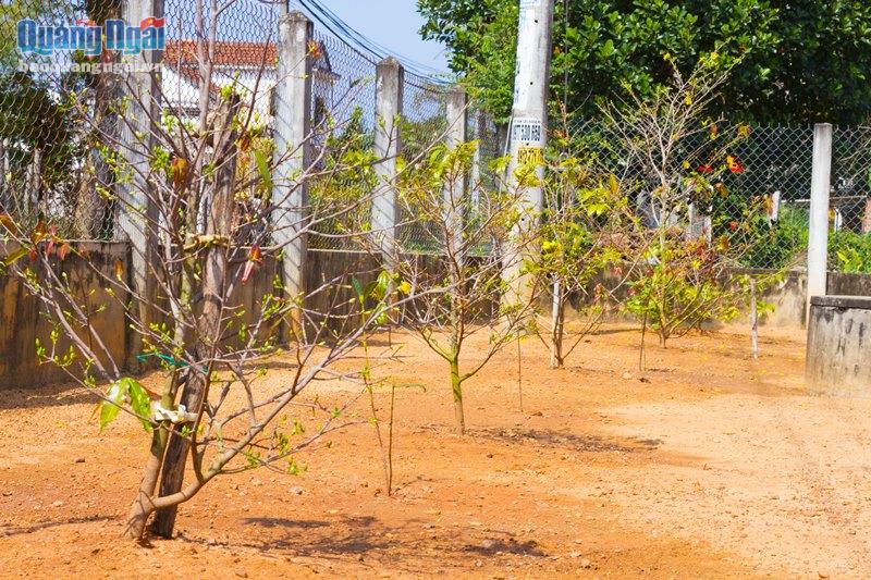 Vì sao một làng ở Quảng Ngãi ví như xứ sở ngàn mai, cả làng trồng mai đẹp mê mẩn mà chả bán bao giờ- Ảnh 11. Vì sao một làng ở Quảng Ngãi ví như xứ sở ngàn mai, cả làng trồng mai đẹp mê mẩn mà chả bán bao giờ- Ảnh 11.