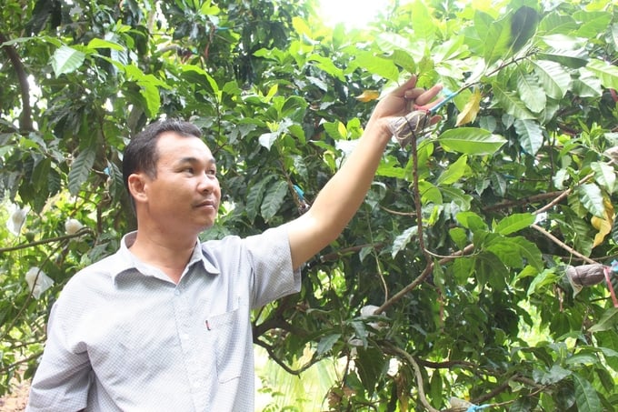 50804119_2252548551739145_5834633387087757312_n-160640_950.jpg Vú sữa hoàng kim, cây trồng tiềm năng trên đất Bình Phước. Ảnh: Trần Trung.