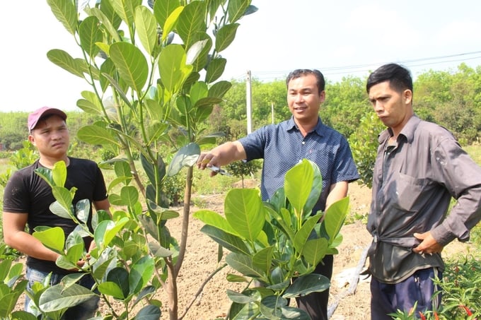 Anh Vị chia sẻ giống và kỹ thuật sản xuất mít ruột đỏ cho bà con trong và ngoài tỉnh. Ảnh: Trần Trung.