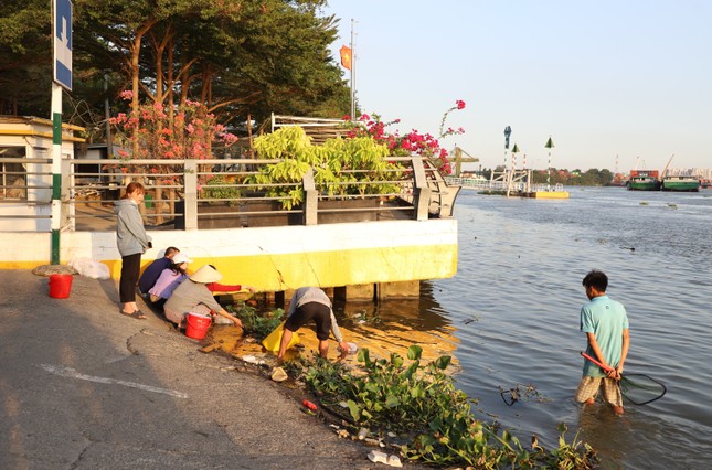 Cận cảnh bắt cá phóng sinh bán lại cho người đi thả ở sát sông Sài Gòn ảnh 7