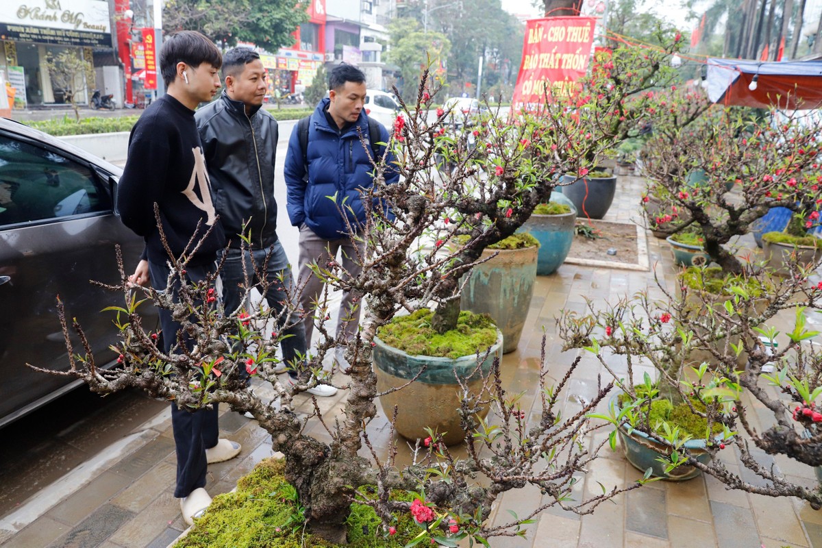 2953cd9cc7786d263469-1056-4 - Vietnam.vn Đào cổ 'vương giả' Tây Bắc về Hà Nội giá trăm triệu đồng ảnh 9
