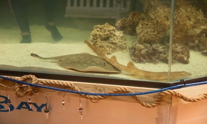 Con cá đuối cái từng ở chung với cá mập đực trong bể thủy cung. Ảnh: Independent