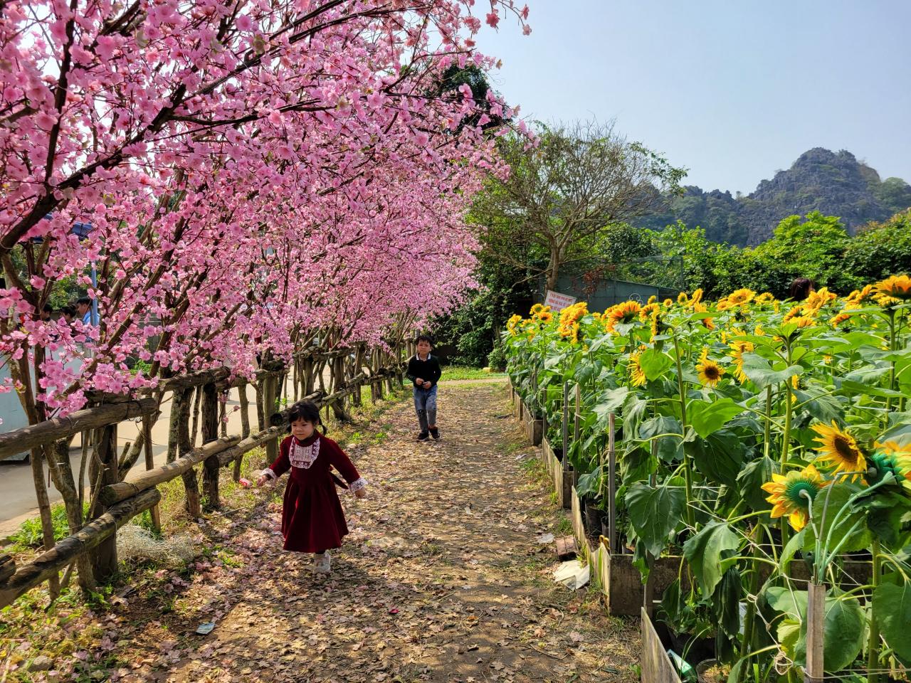 Choi-Tet-Lang-Co-Don-01-2 - Vietnam.vn Ngoài đi chùa cầu may, vui chơi lễ hội ở Tết xưa làng cổ, đến làng cổ Đông Sơn du khách còn được tham quan, check-in với tại khu du lịch Động Tiên Sơn. Ngay từ cổng khu du lịch du khách có thể thoải mái check-in với các vườn hoa cây cảnh, hòa mình vào không khí hoa xuân rực rỡ.