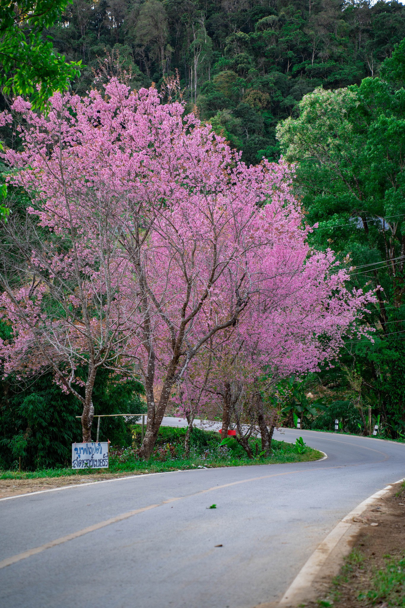 Hoa anh đào ở Chiangmai - Ảnh: TRỊNH TRÚC QUỲNH Hoa anh đào ở Chiang Mai - Ảnh: TRỊNH TRÚC QUỲNH