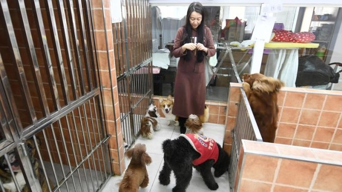 Một nhân viên của khách sạn thú cưng ở Changchun, tỉnh Cát Lâm phụ trách chăm sóc 16 con chó cưng trong suốt dịp nghỉ Tết. Ảnh: China Daily