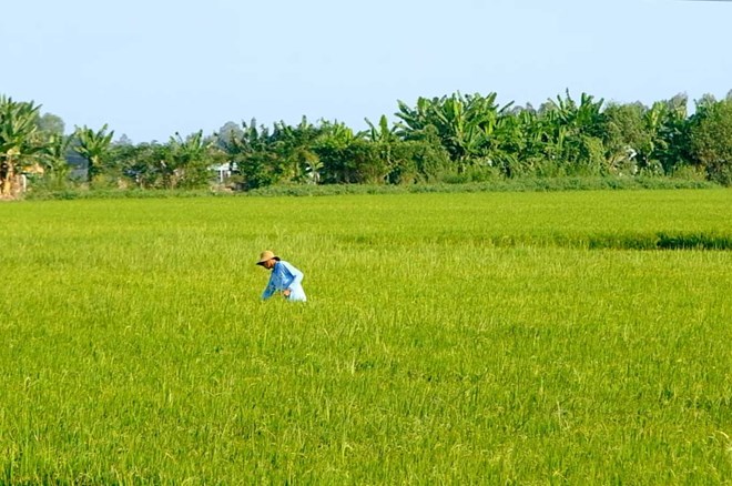 Giá lúa bắt đầu giảm, nông dân an tâm vì đã chốt được giá cao