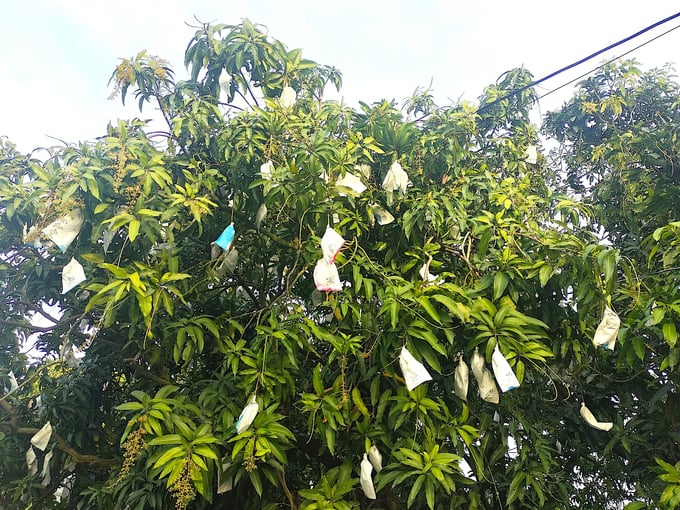 z5081760118354_8c858931d1a5616cd1fe5ac8047a05f5-061443_514.jpg Trái xoài được bao trái để phòng tránh sâu, bệnh hại tấn công. Ảnh: Minh Đảm.