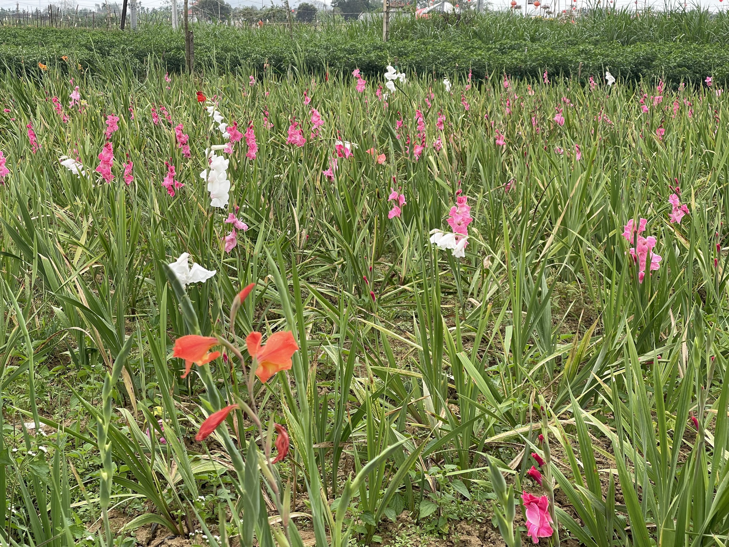 Hoa tết nở rộ nhưng vắng người mua, nhiều nhà vườn Quảng Ngãi thất thu- Ảnh 1. Hoa tết nở rộ nhưng vắng người mua, nhiều nhà vườn Quảng Ngãi thất thu- Ảnh 1.