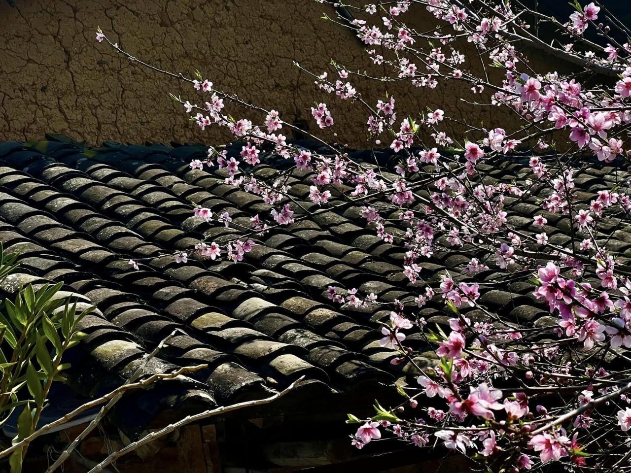 Hoa đào nở bên mái ngói âm dương của căn nhà cổ người H Mông, một hình ảnh đặc trưng cho mùa xuân bình yên nhưng không thiếu sắc màu rực rỡ của miền đá. Ảnh: Công Trọc