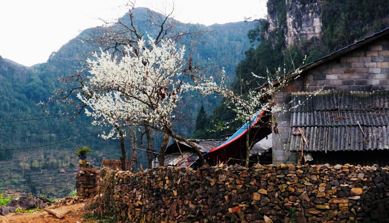 Lao Xa không nổi tiếng như những thôn bản du lịch khác của Hà Giang như Du Già, Lô Lô Chải, Thiên Hương, Nặm Đăm, Bản Phùng... Nằm trong địa phận xã Sủng Là, huyện Đồng Văn, Lao Xa là cái nôi của nghề làm chạm khắc bạc truyền thống của người H Mông bản địa năm nay cũng thu hút nhiều du khách đến du xuân. Ảnh: Giàng A Phớn