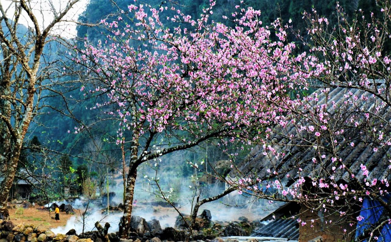 Hòa vào màu khói lam chiều, sắc hoa đào hồng thắm tô điểm cho mùa xuân miền đá Hà Giang. Đây là những cây đào nở sớm nằm ngay trong nhà dân bản Lao Xa mà anh Giàng A Phớn chụp được vào ngày 20.2. Ảnh: Giàng A Phớn