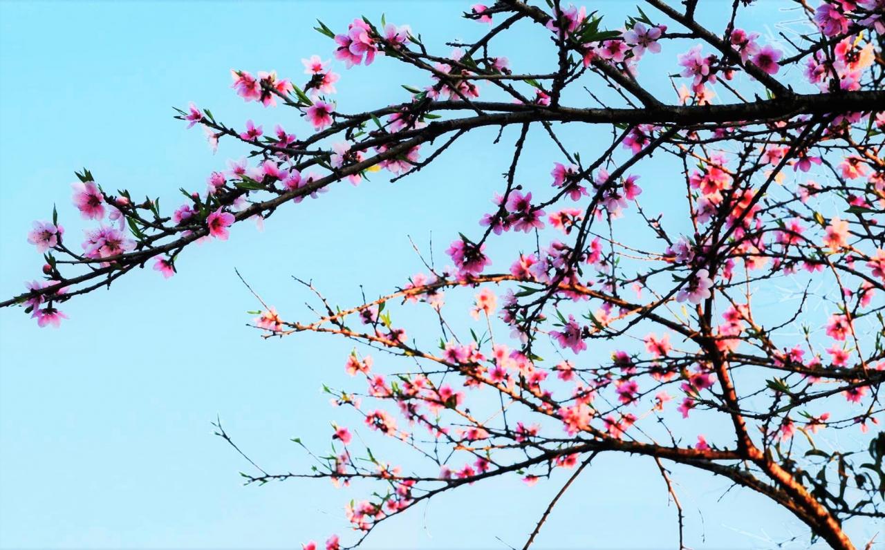 Du xuân Hà Giang, du khách đến Đồng Văn cuối tháng 2 này, đặc biệt khi len lỏi vào những con đường nhỏ của bản Lao Xa sẽ bắt gặp ngay những tán hoa đào bung sắc hồng. Ảnh: Giàng A Phớn