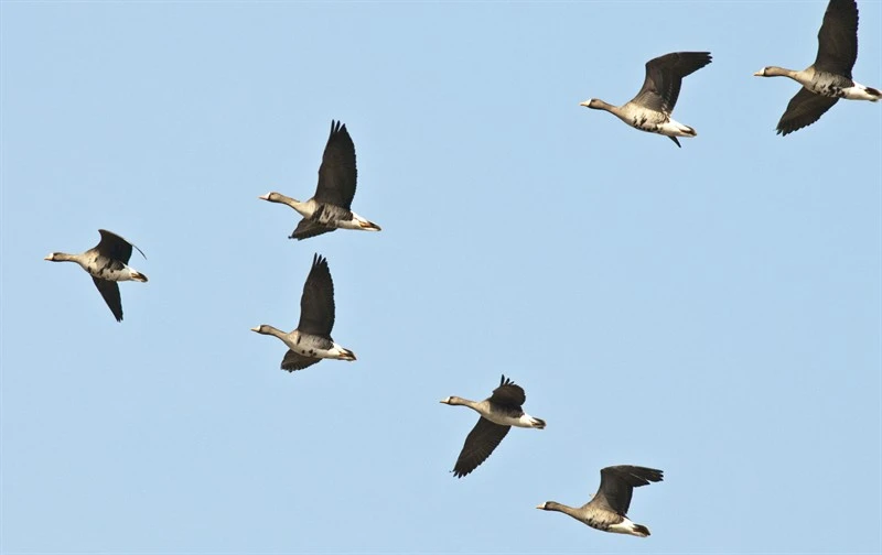 white-fronted-geese-anser-albifrons-seamangeum-south-korea-peter-prokosch-1-6863.jpg