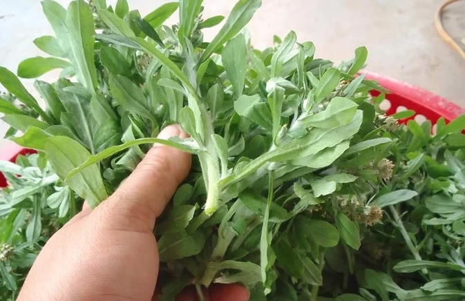 Loại rau mùa xuân mọc dại đầy vườn, giúp trị cảm lạnh và cao huyết áp cực hiệu quả - Ảnh 1. Loại rau mùa xuân mọc dại đầy vườn, giúp trị cảm lạnh và cao huyết áp cực hiệu quả - Ảnh 1.