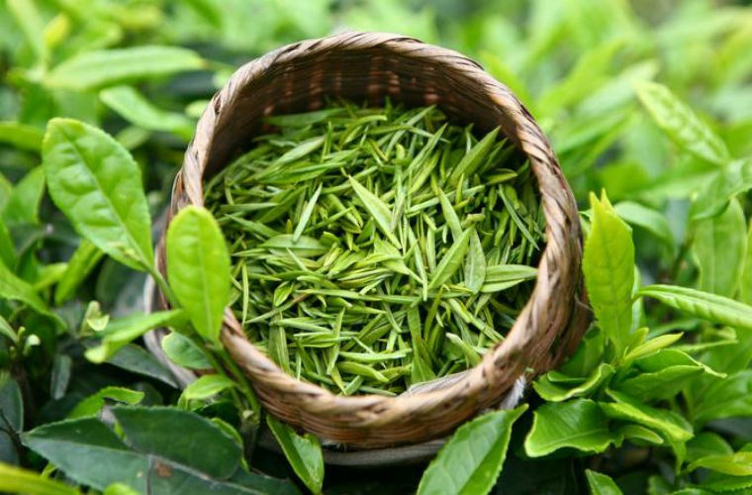 Loại trà quen thuộc giúp giảm viêm họng và ho không phải ai cũng biết - Ảnh 3. Loại trà quen thuộc giúp giảm viêm họng và ho không phải ai cũng biết - Ảnh 3.