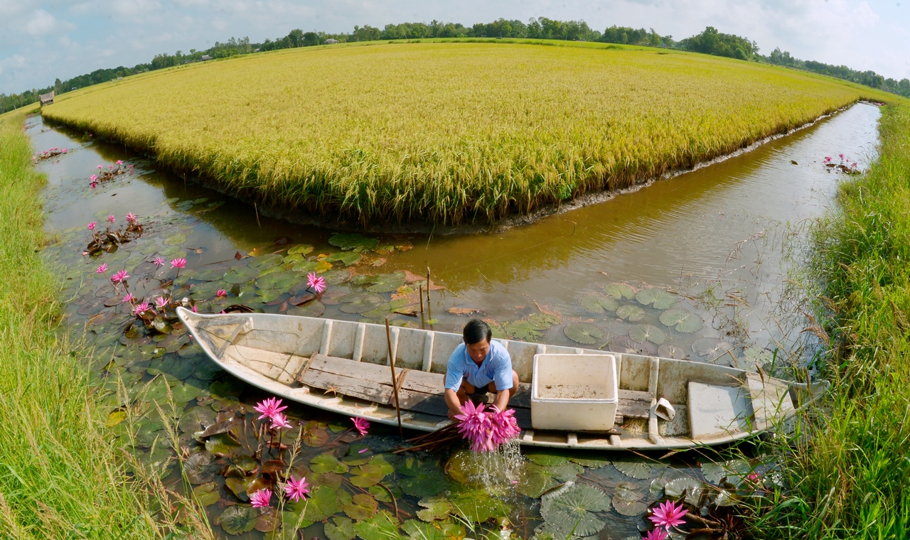 Miền Tây bội thu vụ lúa - tôm- Ảnh 1. Miền Tây bội thu vụ lúa - tôm- Ảnh 1.