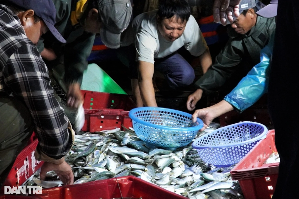 Ngư dân trúng đậm lộc biển, chợ cá nhộn nhịp từ 3h sáng - 2 Ngư dân trúng đậm lộc biển, chợ cá nhộn nhịp từ 3h sáng - 2