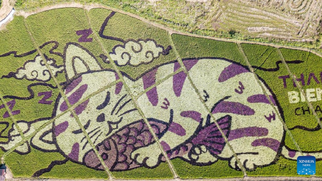 Thế giới - Nông dân Thái Lan 'vẽ' tranh mèo ôm cá trên đồng lúa