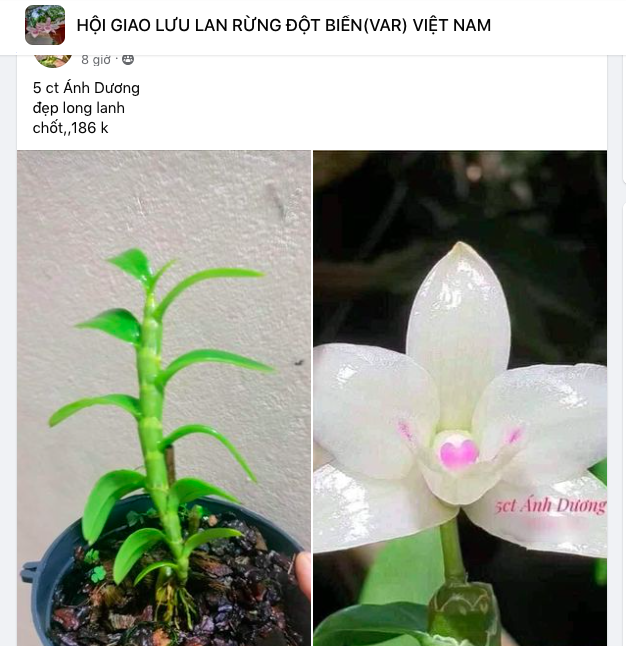 Sự thật về thông tin lan đột biến tiền tỉ sốt giá trở lại- Ảnh 1. Sự thật về thông tin lan đột biến tiền tỉ sốt giá trở lại- Ảnh 1.