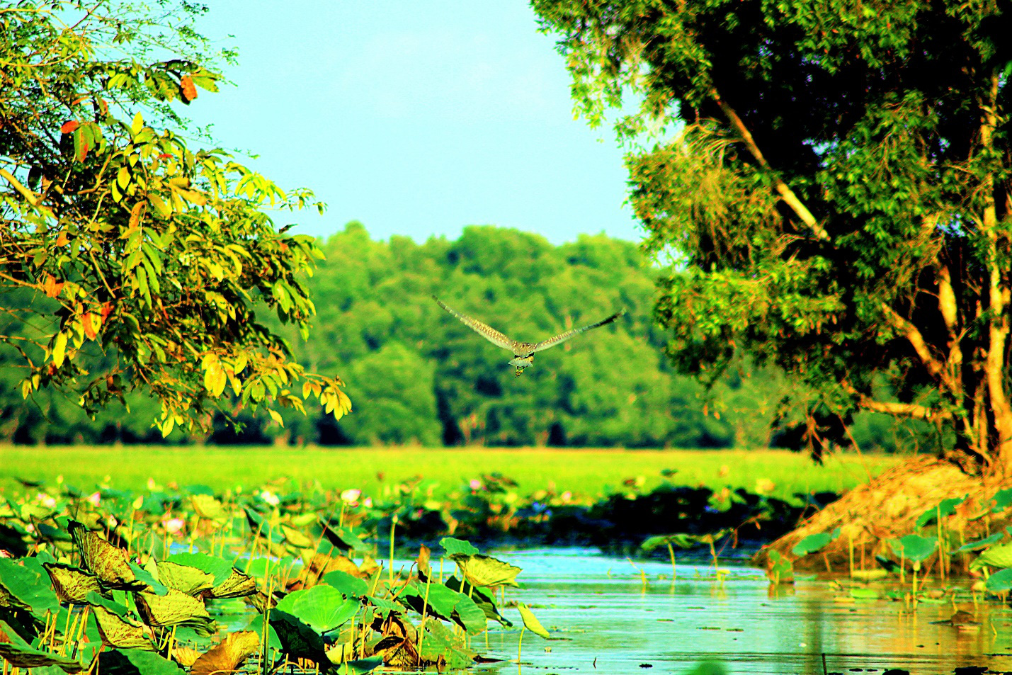 Tết đến Vườn quốc gia Tràm Chim: Khoảnh khắc trên cả tuyệt vời- Ảnh 1. Tết đến Vườn quốc gia Tràm Chim: Khoảnh khắc trên cả tuyệt vời- Ảnh 1.