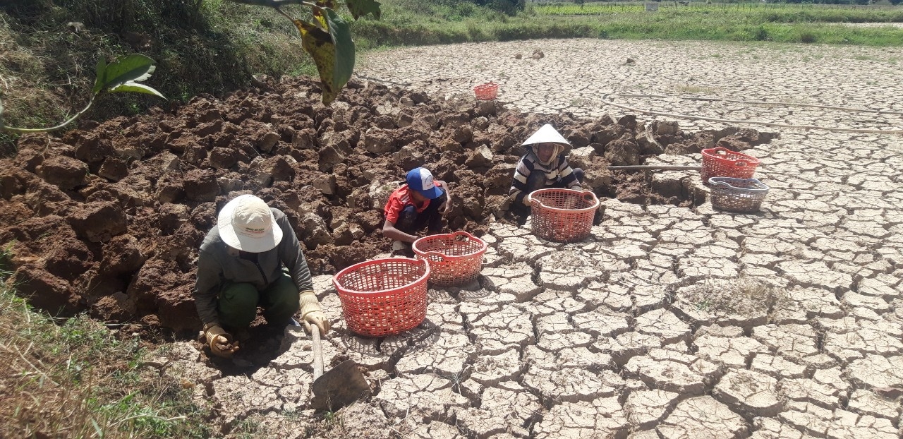 Gia đình bà Ma Thao đang thu hoạch củ năng. Gia đình bà Ma Thao đang thu hoạch củ năng.
