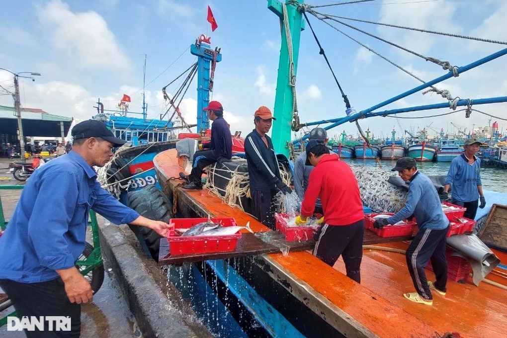 Trúng mẻ cá ngừ 30 tấn, thuyền viên chia nhau gần 1 tỷ đồng ăn Tết - 1