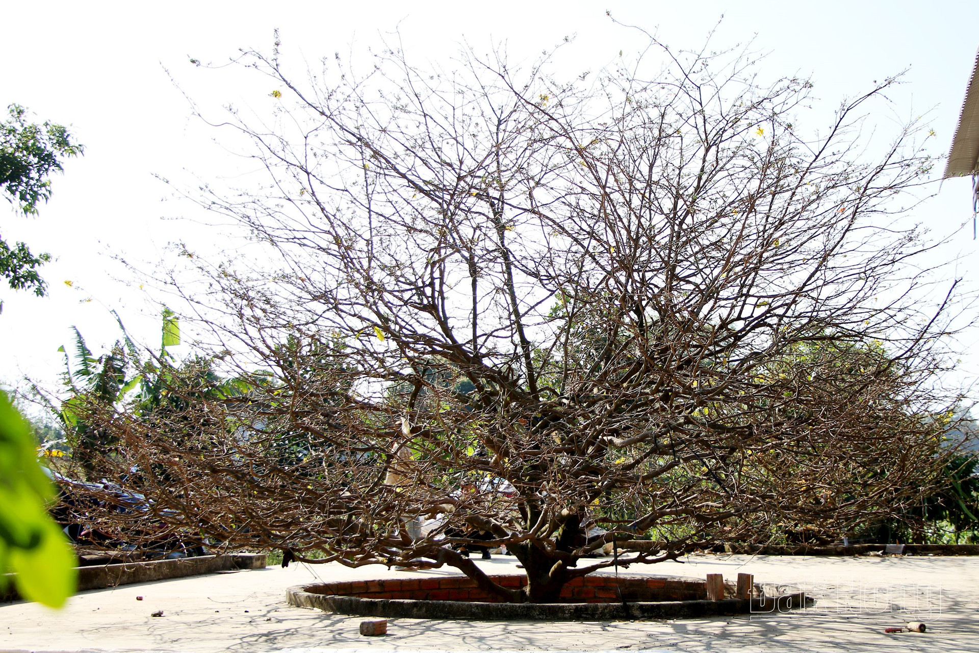 Vì sao chưa đến 30 tuổi đời mà cây mai vàng ra hoa cổ điển này ở Đắk Nông có giá 2 tỷ?- Ảnh 1. Vì sao chưa đến 30 tuổi đời mà cây mai vàng ra hoa cổ điển này ở Đắk Nông có giá 2 tỷ?- Ảnh 1.