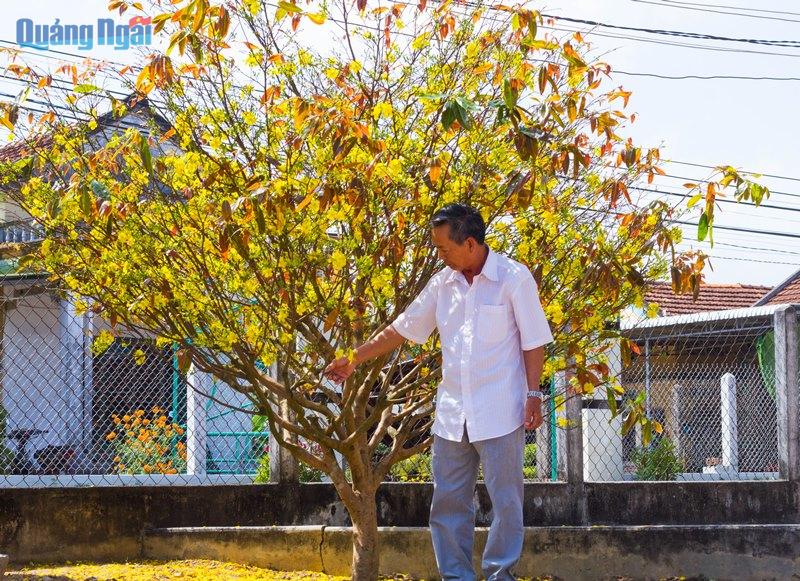 Vì sao một làng ở Quảng Ngãi ví như xứ sở ngàn mai, cả làng trồng mai đẹp mê mẩn mà chả bán bao giờ- Ảnh 1. Vì sao một làng ở Quảng Ngãi ví như xứ sở ngàn mai, cả làng trồng mai đẹp mê mẩn mà chả bán bao giờ- Ảnh 1.