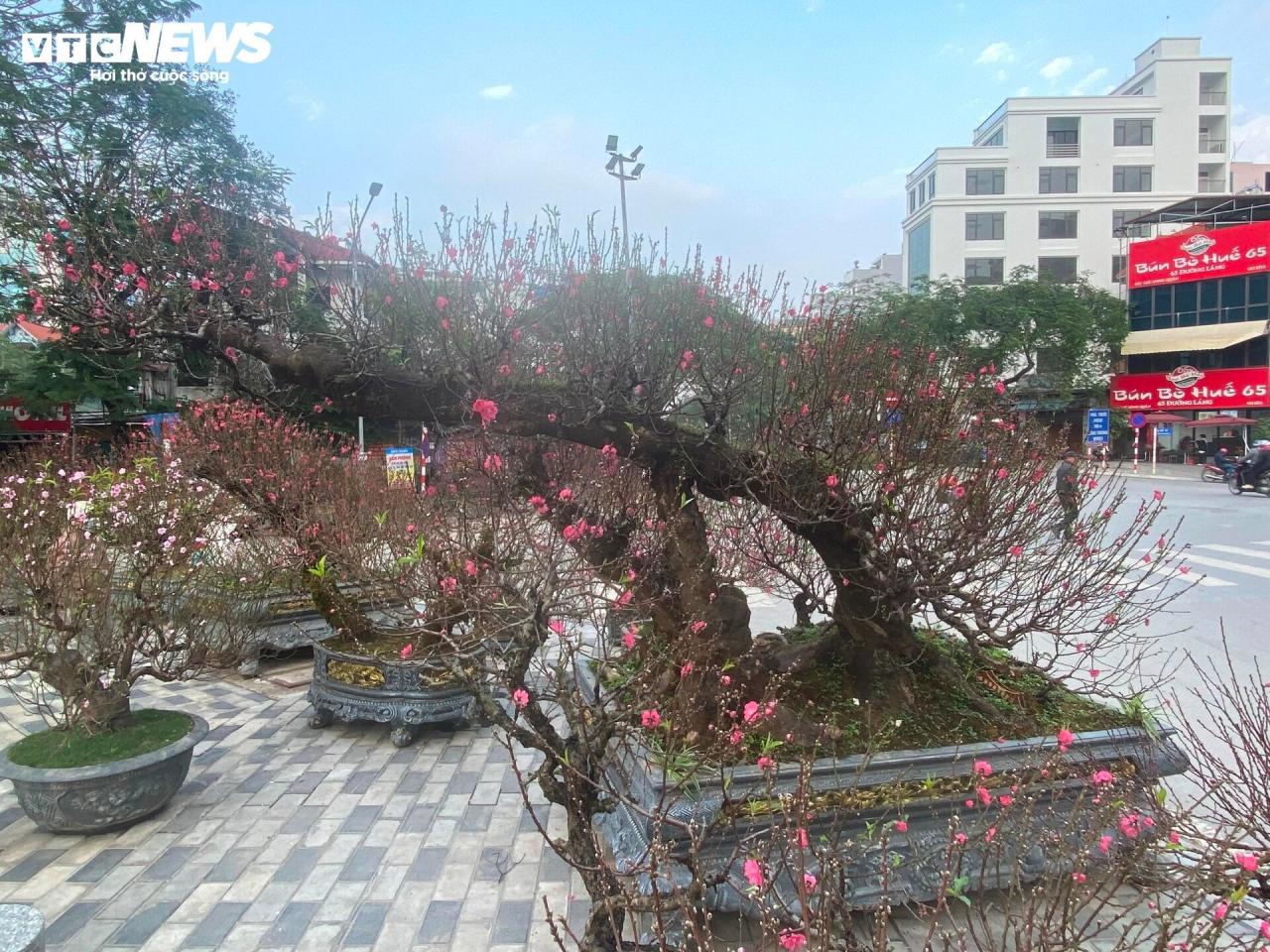 cay-dao-nhat-tan-12-13452488-4 - Vietnam.vn Cận cảnh cây đào nổi bật nhất làng Nhật Tân, giá cho thuê 100 triệu đồng - 5